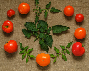 Wall Mural - tomatoes and herbs