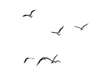 Real Shot Of Flying Birds On Transparent Background (png).
