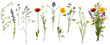 © Yuliia - Wildflowers and herbs with example of a bouquet of these flowers. Botanical collection, summer composition, transparent background.
