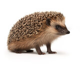 Fototapeta Zwierzęta - hedgehog on white background