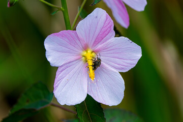 Wall Mural - bug on a flower