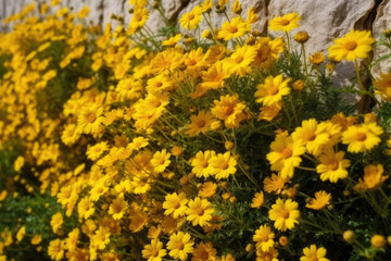 Wall Mural - Wall of bright yellow flowers background.