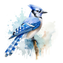 Watercolor Blue Jay . Generative Ai