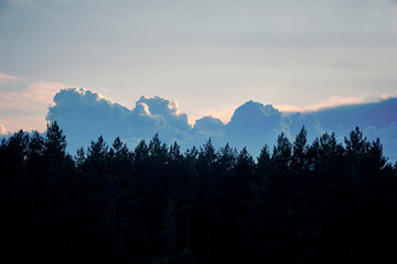 Wall Mural - Silhouette pine forest against background clouds.