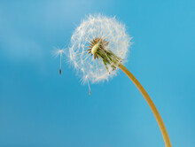 White Dandelion With Seeds