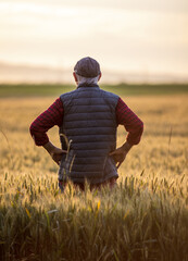 Canvas Print - Farmer standing in golden wheat field at sunset