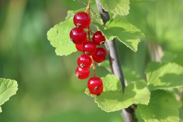 Canvas Print - Sweden. The redcurrant or red currant (Ribes rubrum) is a member of the genus Ribes in the gooseberry family. It is native to western Europe. 