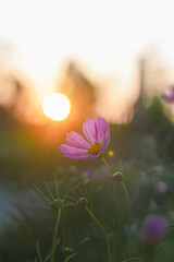 Wall Mural - Pink cosmos flower in the garden with sunset time