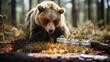 A Bear's Delight: Consuming the HoneyA Bear's Delight: Consuming the Honey