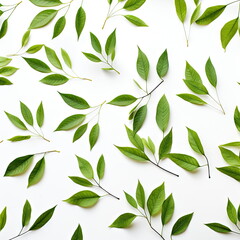 Wall Mural - green leaves on white background
