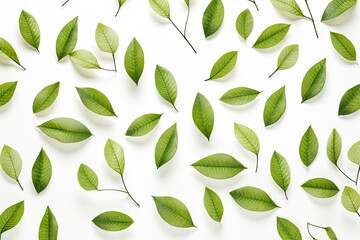 Wall Mural - green leaves on white background