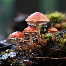 A Tight View Of A Forest Mushroom, Its Cap Bejeweled With Dew Drops, A Small Insect Exploring The Gills, And Leaf Litter Surrounding It.