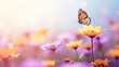 Field of colorful cosmos flower and butterfly in a meadow in nature in the rays of sunlight in summer in the spring close-up of a macro. A colorful artistic image with a soft focus, beautiful bokeh
