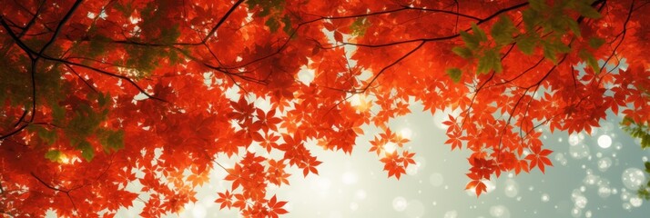 Wall Mural - Sky above the autumn maple leaves forest background
