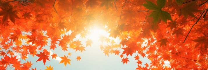 Wall Mural - Sky above the autumn maple leaves forest background