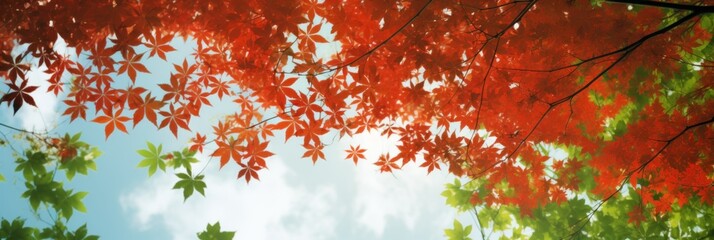 Wall Mural - Sky above the autumn maple leaves forest background