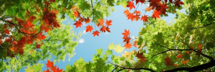 Wall Mural - Sky above the autumn maple leaves forest background