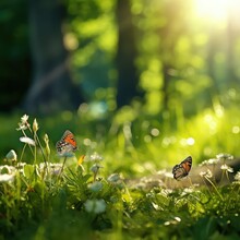 Beautiful Spring, Summer Background Nature With Blooming Wildflowers, Wild Flowers In Grass And Two Butterflies Soaring In Nature In Rays Of Sunlight Close-up. Spring Summer Natural Landscape