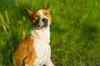 Outdoor portrait of gorgeous basenji dog squinted at warm evening sun