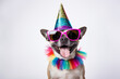 Leinwandbild Motiv Funny party dog wearing colorful summer hat and stylish sunglasses. white background. AI Generated