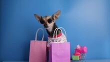 Pet Accessories Background, Funny Happy Dog In Sunglasses With A Shopping Cart With Pet Goods