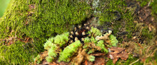 The Moss Is Growing In A Thick Layer On The Tree Trunk And Is A Bright Green Color. There Are Small, Dark Brown Cone In A Cluster Near The Base Of The Tree Trunk.