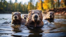 A Family Of North American Beavers (Castor Canadensis) Working On Their Dam In A Canadian River, Their Industrious Behavior And Fluffy Tails Creating An Endearing Scene.