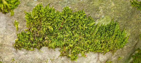 Sticker - The moss is a bright green color and appears to be healthy and thriving. The rock surface is gray and has a rough texture.