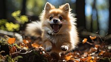 A Pomeranian (Canis Lupus Familiaris) Wagging Its Tail Excitedly, Its Fluffy Coat And Lively Demeanor Making It An Energetic And Lovable Pet.