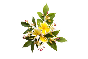 yellow flowers frangipani local flora arrangement flat lay postcard style 