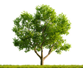 Poster - Single Juglans Regia tree in the middle of a grassy field on white transparent background. 3D rendering illustration.