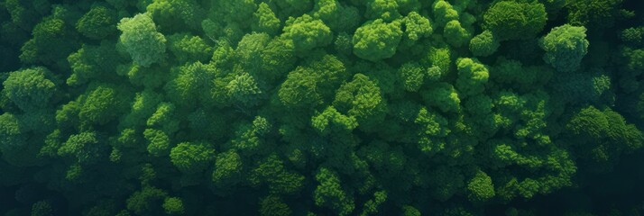Wall Mural - Sun shining through the trees banner and wallpaper background. Generative AI