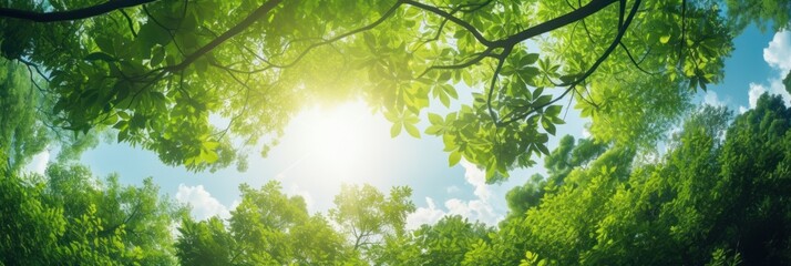 Wall Mural - Sun shining through the trees banner and wallpaper background. Generative AI