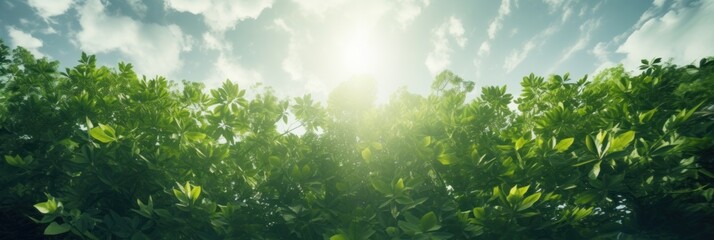 Wall Mural - Sun shining through the trees banner and wallpaper background. Generative AI