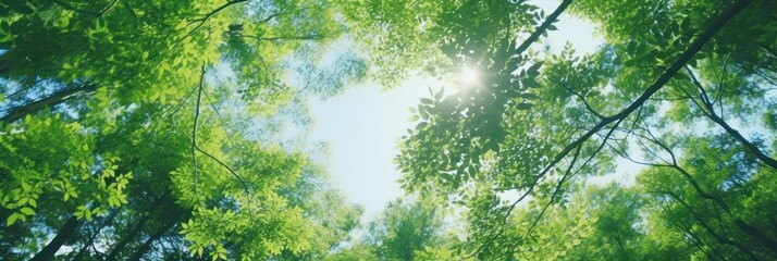 Wall Mural - Sun shining through the trees banner and wallpaper background. Generative AI
