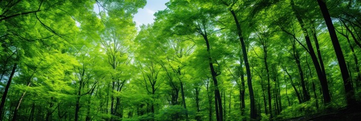 Wall Mural - Sun shining through the trees banner and wallpaper background. Generative AI