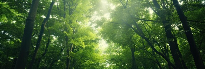Wall Mural - Sun shining through the trees banner and wallpaper background. Generative AI