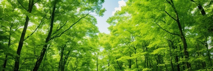 Wall Mural - Sun shining through the trees banner and wallpaper background. Generative AI