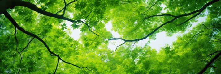 Wall Mural - Sun shining through the trees banner and wallpaper background. Generative AI