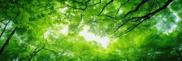 Wall Mural - Sun shining through the trees banner and wallpaper background. Generative AI