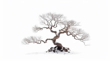 Miniature Bonsai Tree Branches Structure Shaping, Winter Leafless Tree Isolated