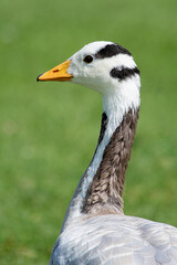 Aufkleber - A close up portrait of the head and neck or a bar headed goose, Anser indicus.