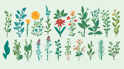 A collection of simple illustrations of various herbs and plants.