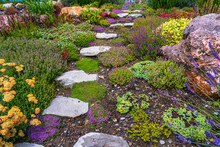 Path Of White Cobblestones In The Garden Among Medicinal Herbs. Thyme, Lavender, Sage And Rosemary In The Garden