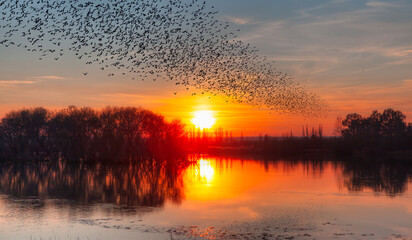 Poster - Silhouette of starling birds flying over the lake at amazing sunset