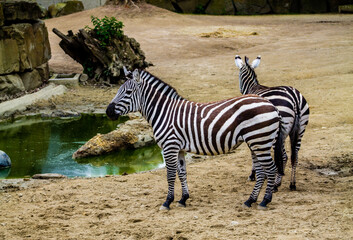 Zebra in the zoo. The zebra is a member of the family Equidae.