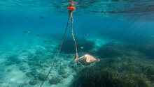 An Old Broken Sea Buoy Overgrown With Mollusks And Underwater Vegetation On A Rope Underwater In The Sea