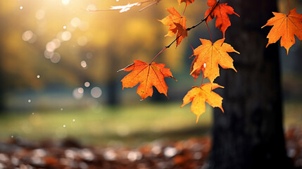beautiful park with falling maple leaves new quality universal colorful technology stock image illus
