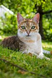 Fototapeta Mapy - cat in the grass