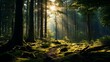 Enchanting forest view: tall trees, greenery, sunlight